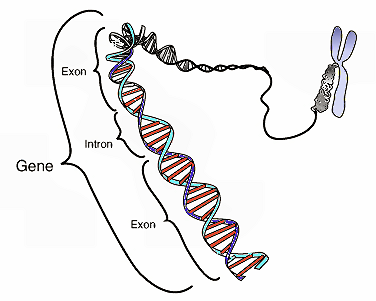 Coderend gebied in één segment eukaryotische DNA. 
Stilistisch diagram van één gen in de dubbele 
helix van DNA en rechts een chromosoom. 
Ravidreams 2005 wikipedia.org