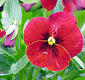 Viola tricolor, 
Driekleurig viooltje